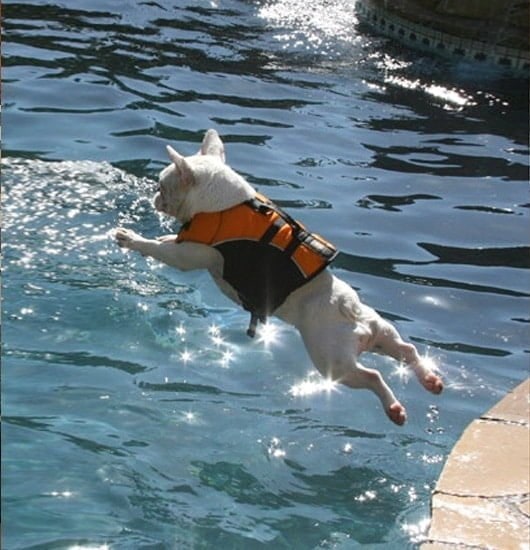 A white French Bulldog in an orange life jacket leaping into a swimming pool