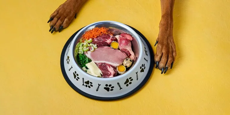 A dog's paws either side of a bowl of raw meat, vegetables and egg