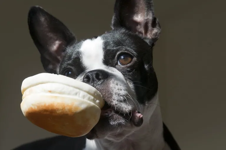 A black and white dog holding a soft bread roll in its mouth