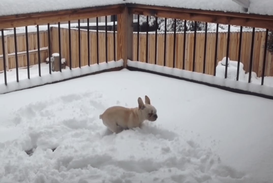 A cream French Bulldog puppy standing in deep snow on a deck