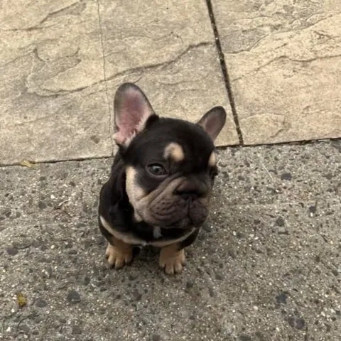 A big rope French Bulldog