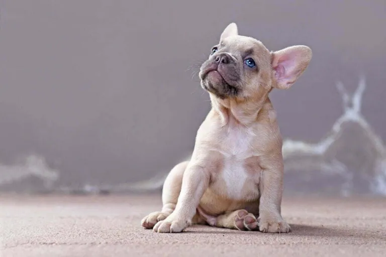 A cream French Bulldog puppy with blue eyes sitting and looking upward
