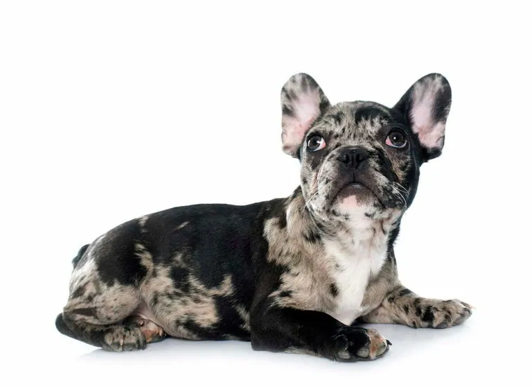 A black merle French Bulldog