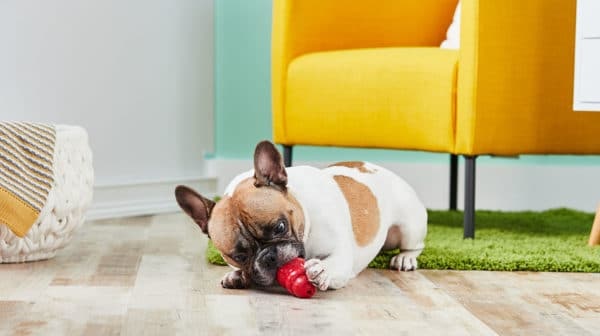 A pied French Bulldog chewing a red rubber KONG toy on a wooden floor