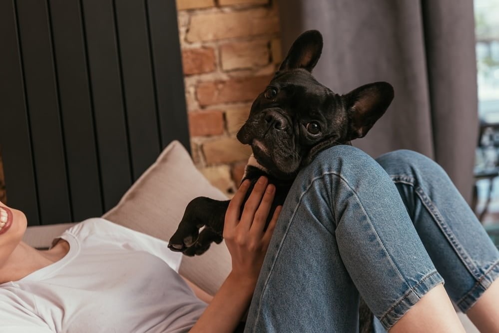 A black French Bulldog lying across its owner's knees on a bed