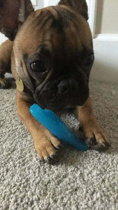 A French Bulldog resting