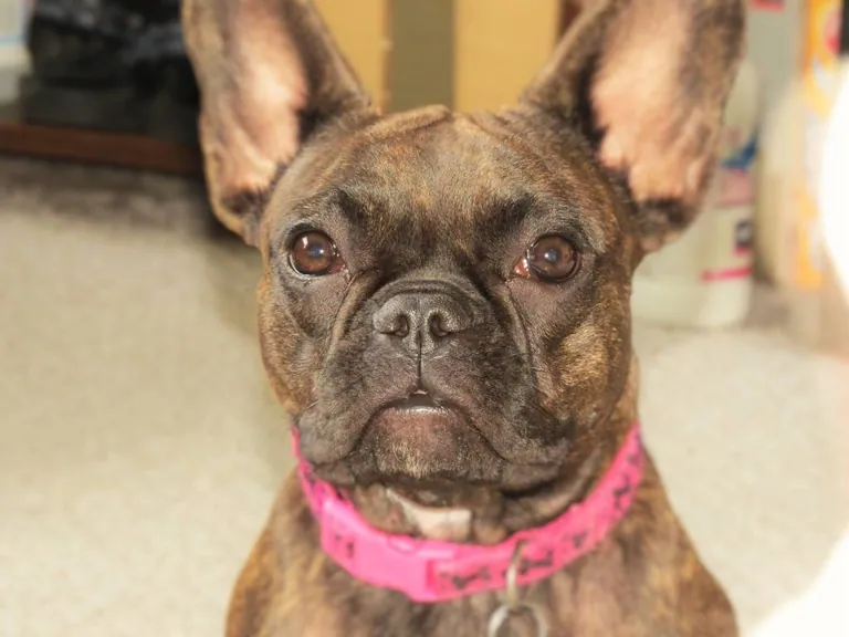 A brindle Frenchton with large upright ears looking at the camera