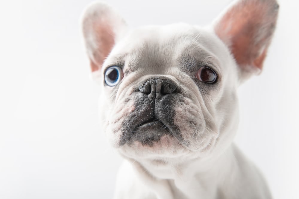 A white French Bulldog puppy with upright bat ears, one blue eye and one brown eye