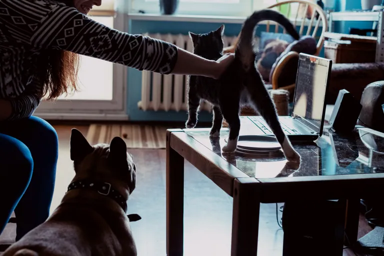 A woman stroking a cat on a table while a fawn French Bulldog watches