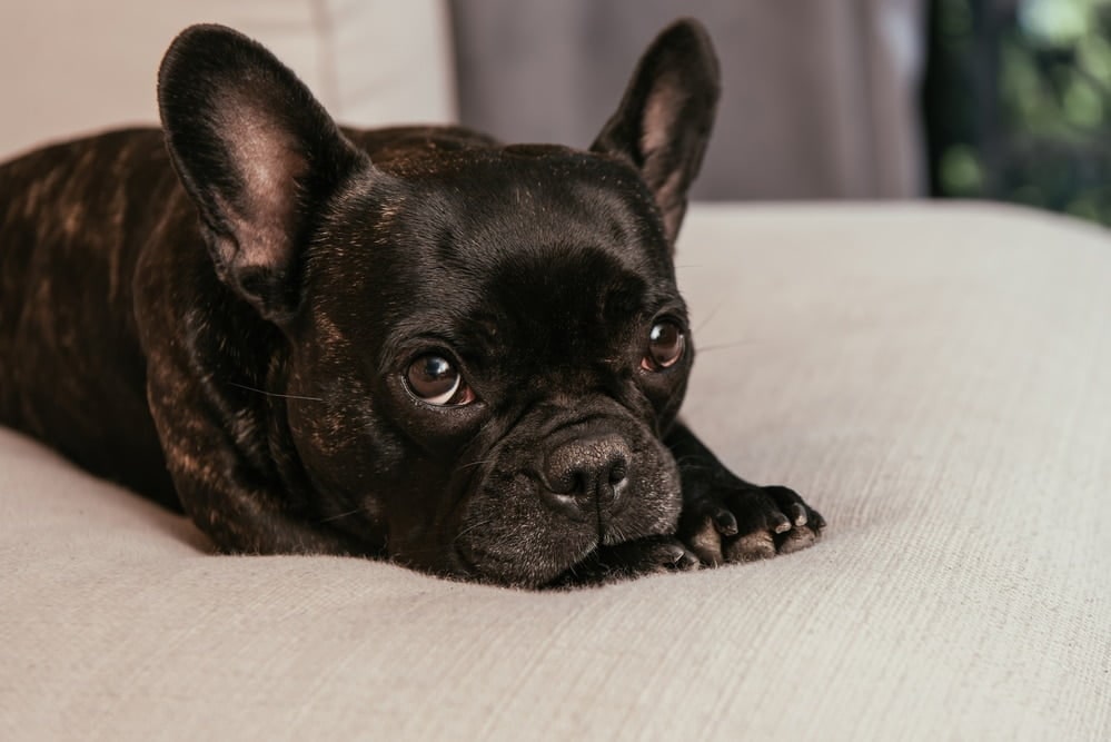 A dark brindle French Bulldog lying on a pale sofa with their chin on their paws