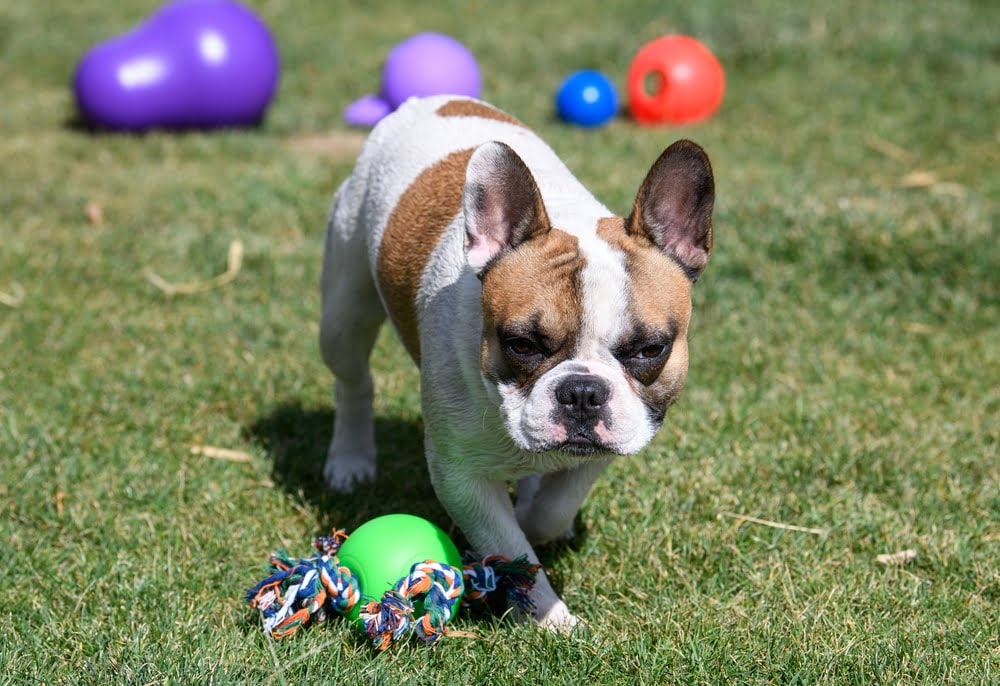 A brown and white French Bulldog on grass with a rope ball toy, more toys behind