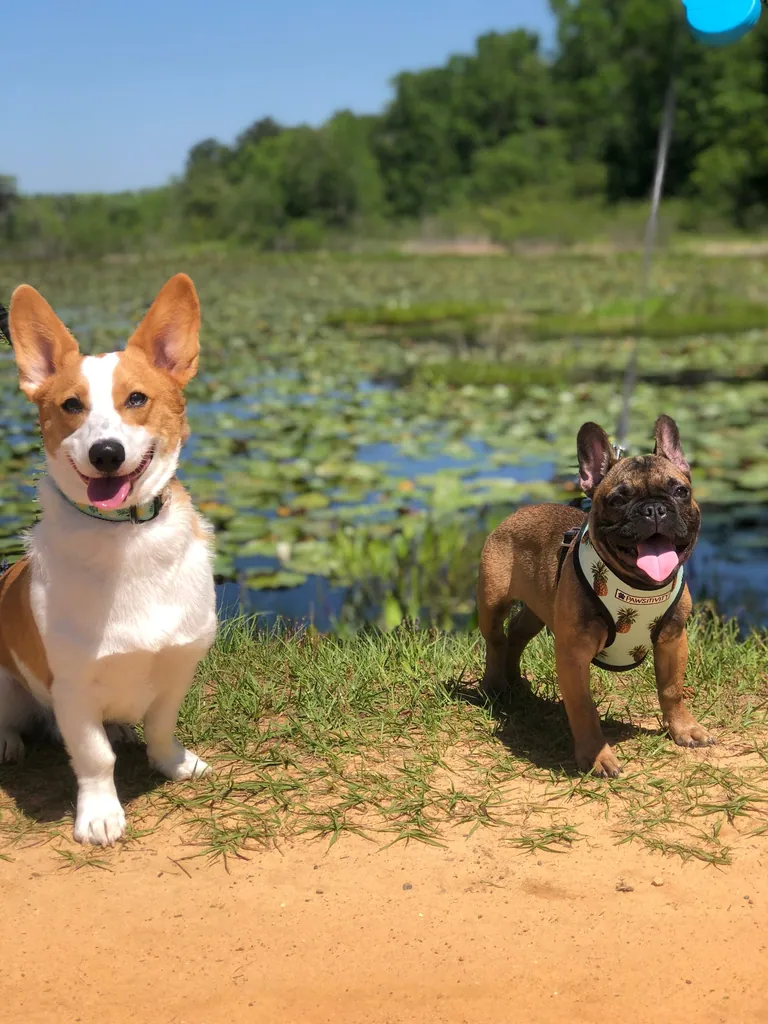 A French Bulldog with a corgi
