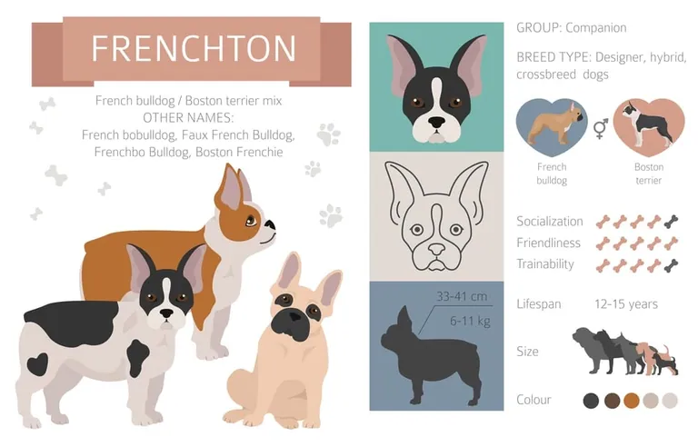 A Frenchton, described as a French Bulldog and Boston Terrier cross