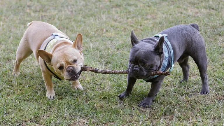 Two French Bulldogs in harnesses tugging at opposite ends of a stick