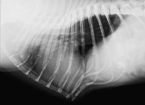 An X-ray showing pigeon chest in a pug