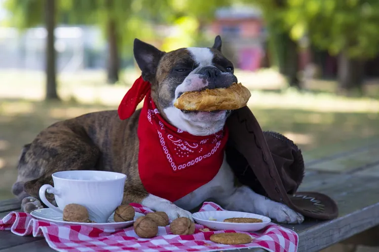 A brindle and white dog in a red bandana holding a pastry in its mouth at a picnic table
