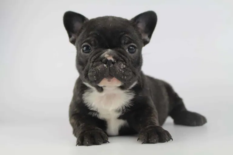 A black brindle French Bulldog puppy with a white chest lying down