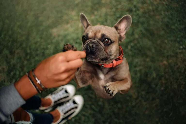 A person handing a treat to a French Bulldog jumping up on grass