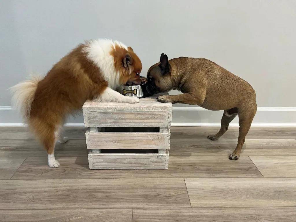 Charlie, a fawn French Bulldog, and Kashi, a fluffy orange-and-white Pomsky, eating from the same bowl on a wooden crate