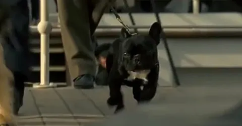A French Bulldog and the Titanic