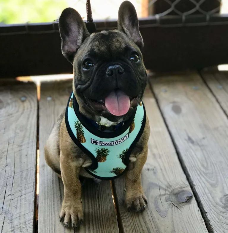 Charlie as a puppy in a pineapple-print harness, sitting on a wooden deck