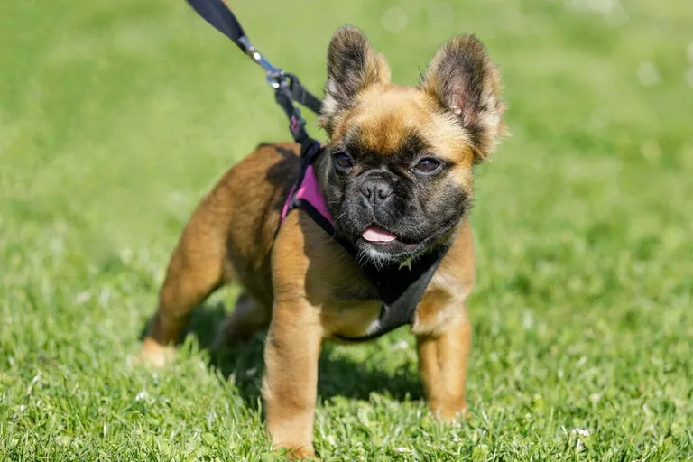 A long-haired red fawn French Bulldog puppy in a pink harness on a lawn