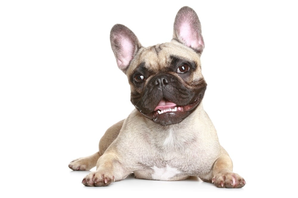 A fawn French Bulldog lying down with its mouth open in a grin