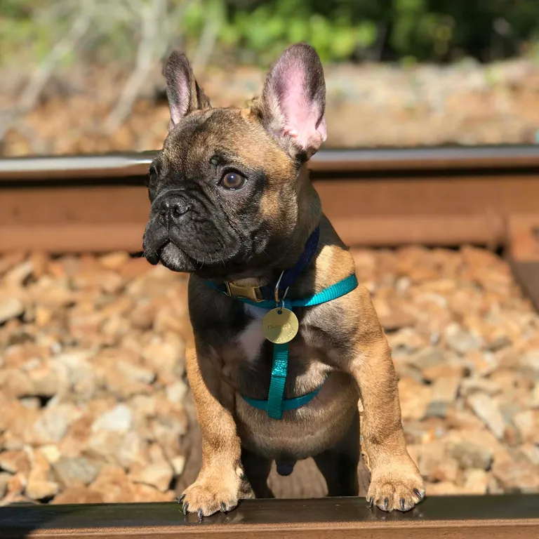 Charlie as a puppy in a teal harness, sitting on a railway track with his name tag visible