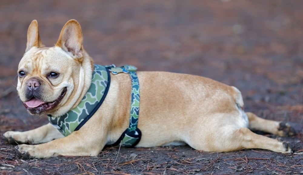 A fawn French Bulldog lying on the ground wearing a camouflage-print harness