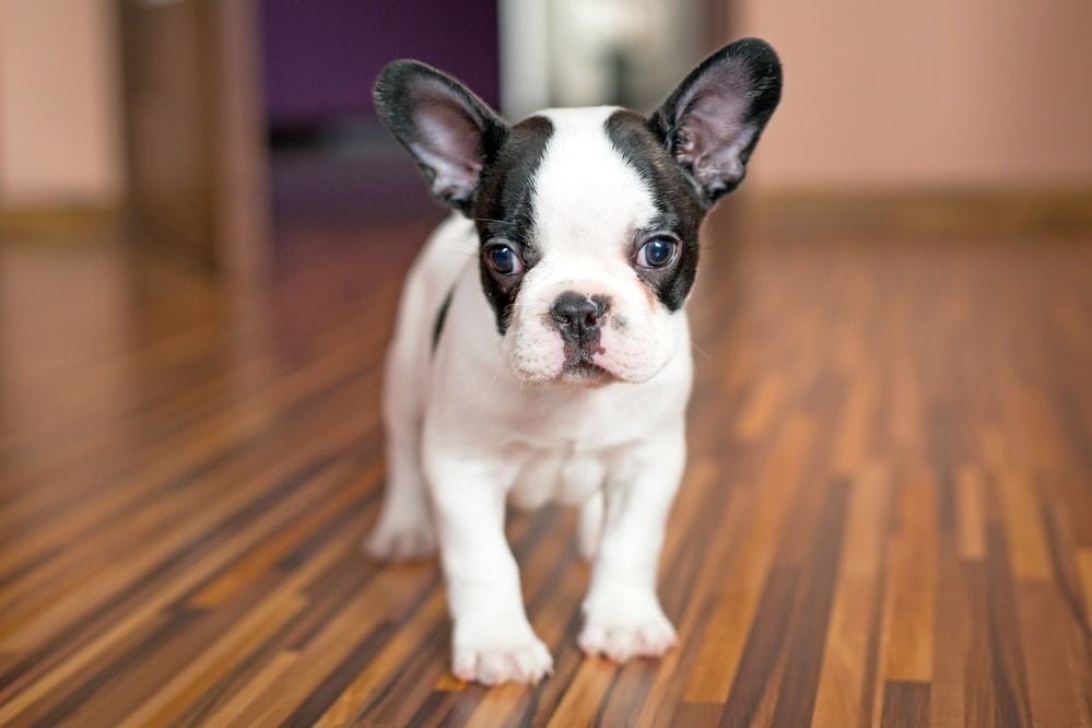 A black and white Frenchton puppy standing on a wooden floor