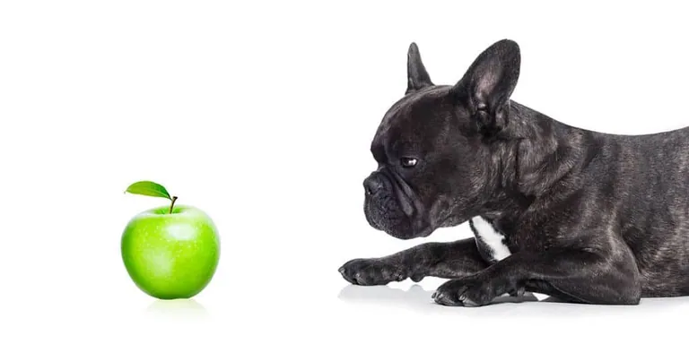 Apples, sliced for a dog