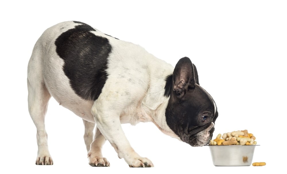 A black and white French Bulldog sniffing a bowl of dog biscuits