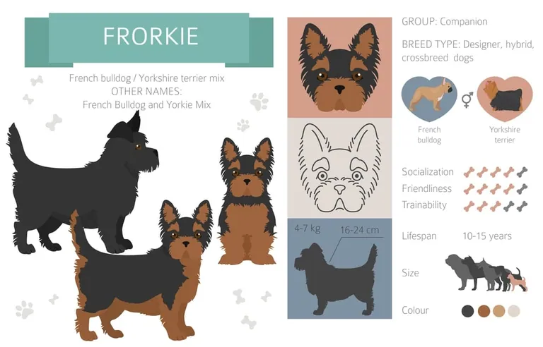 A dog described as a French Bulldog and Yorkshire Terrier cross