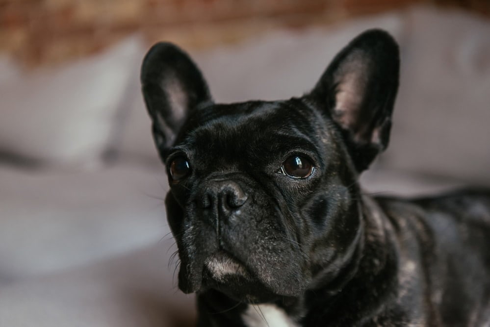 A black French Bulldog resting on a bed and looking toward the camera