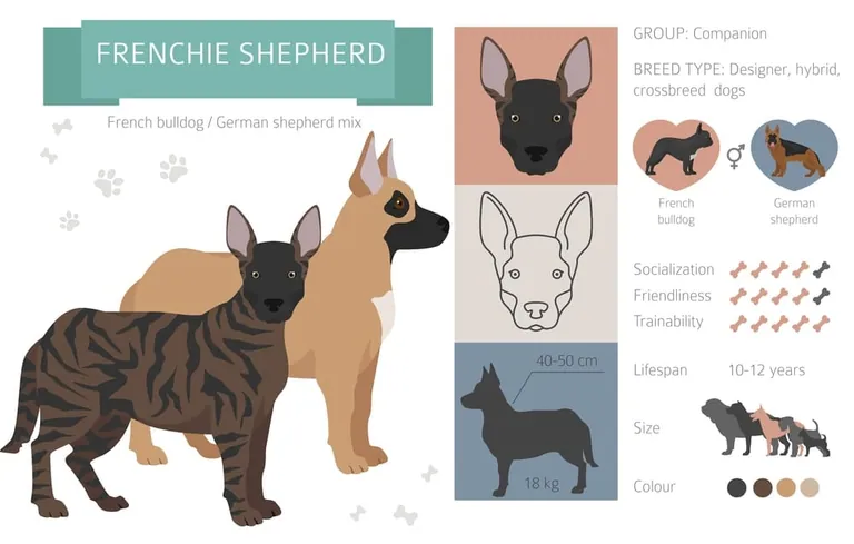 A dog described as a French Bulldog and German Shepherd cross