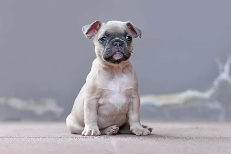 A cream French Bulldog puppy with both ears still folded down