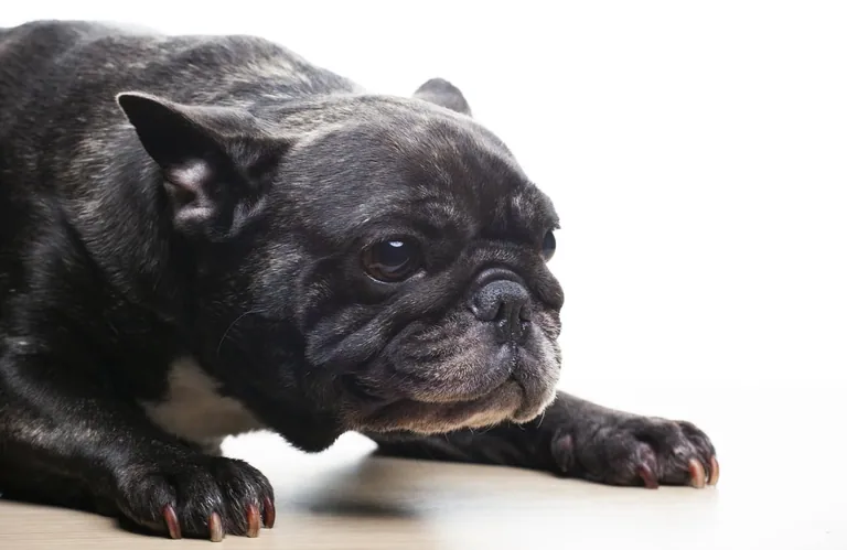 A French Bulldog showing tense body language