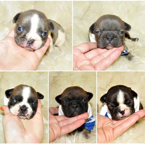 French Bulldog puppies together