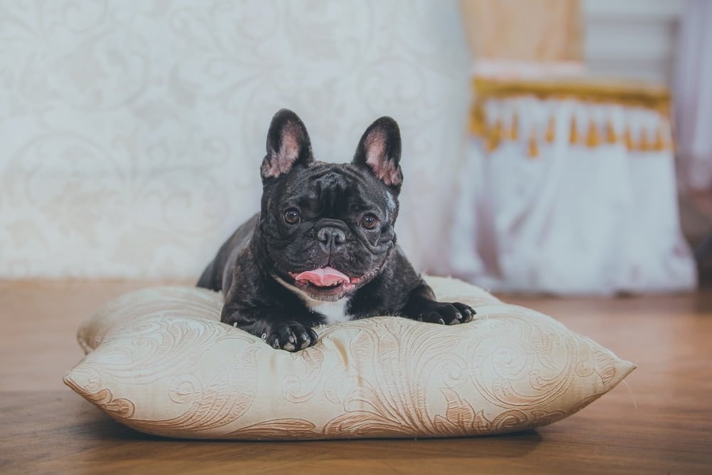 A black French Bulldog lying on a cushion with its tongue showing
