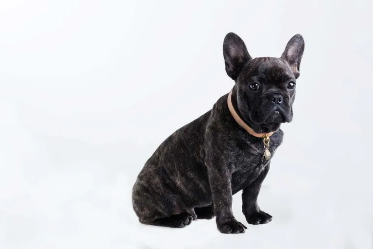 A black brindle French Bulldog