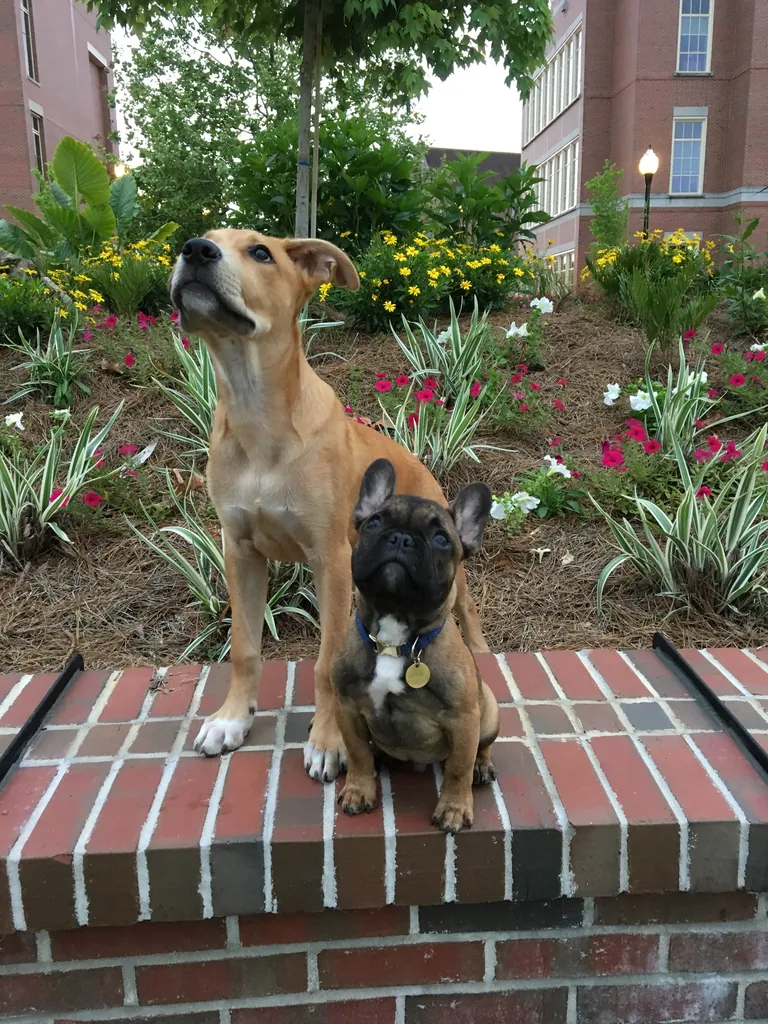 A French Bulldog with another dog