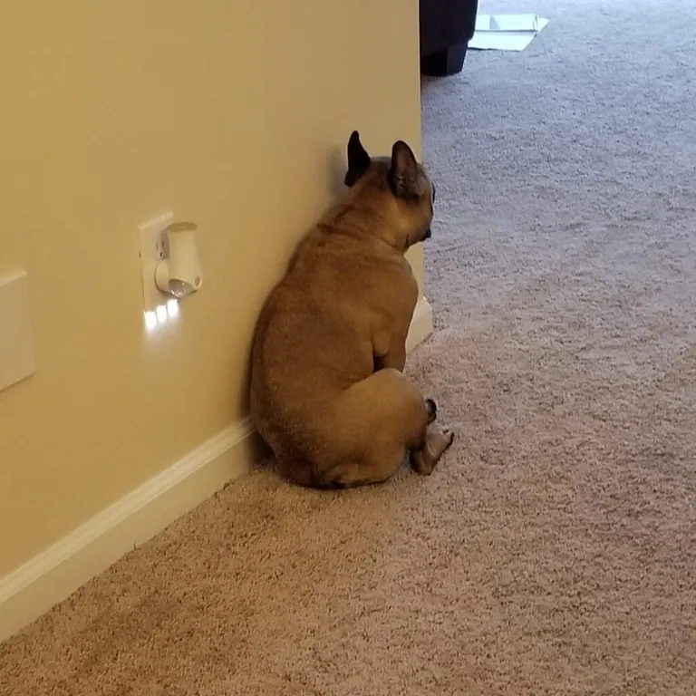 Charlie sitting facing a wall with his back to the camera