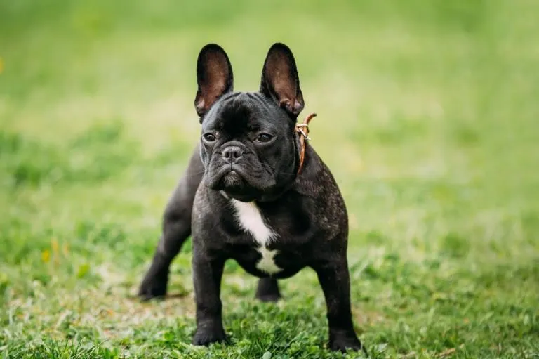 A French Bulldog running off lead in grass
