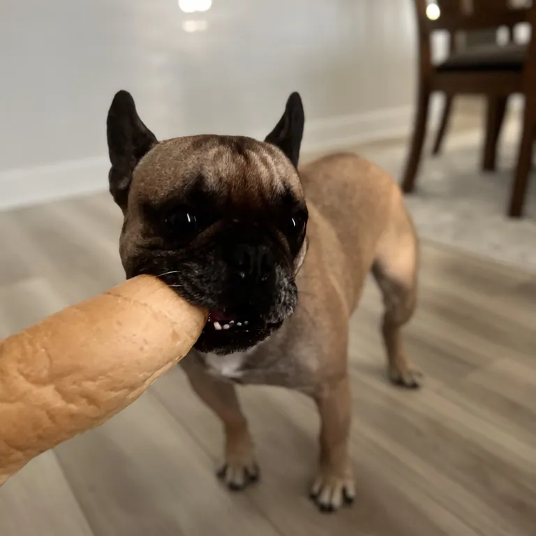 A fawn French Bulldog taking a baguette from a hand indoors