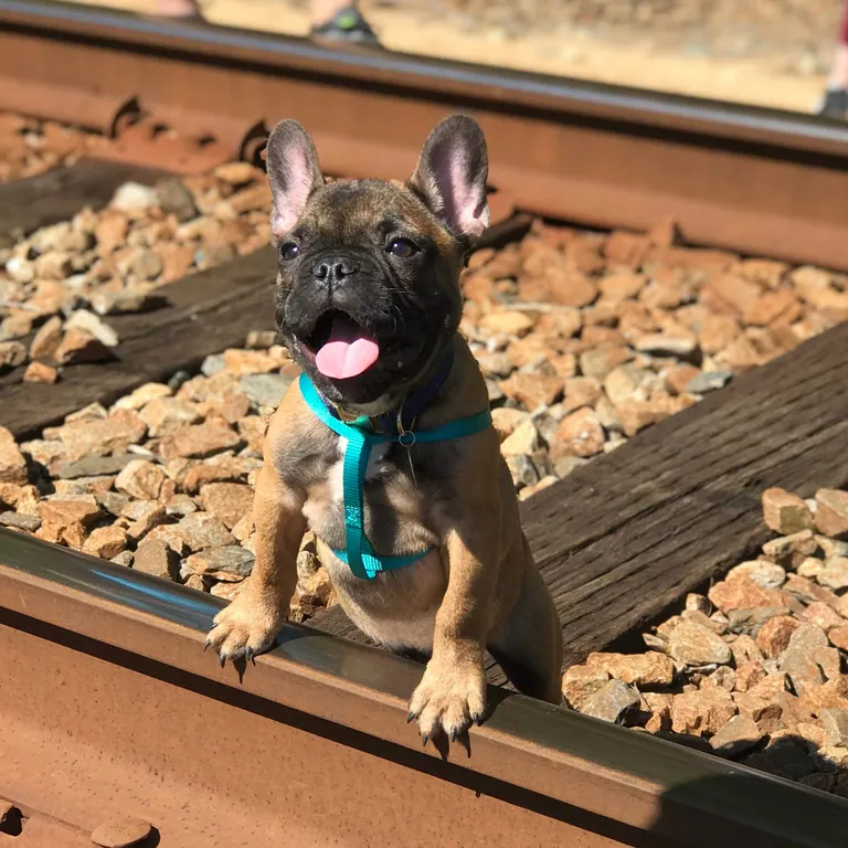 Charlie as a puppy in a teal harness, with his blue collar and ID tag underneath