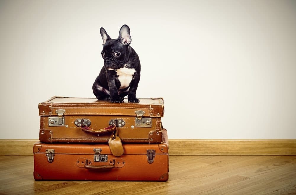 A black and white French Bulldog sitting on a stack of vintage suitcases