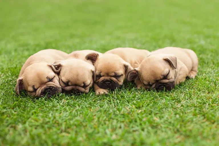 Four fawn French Bulldog puppies asleep on grass