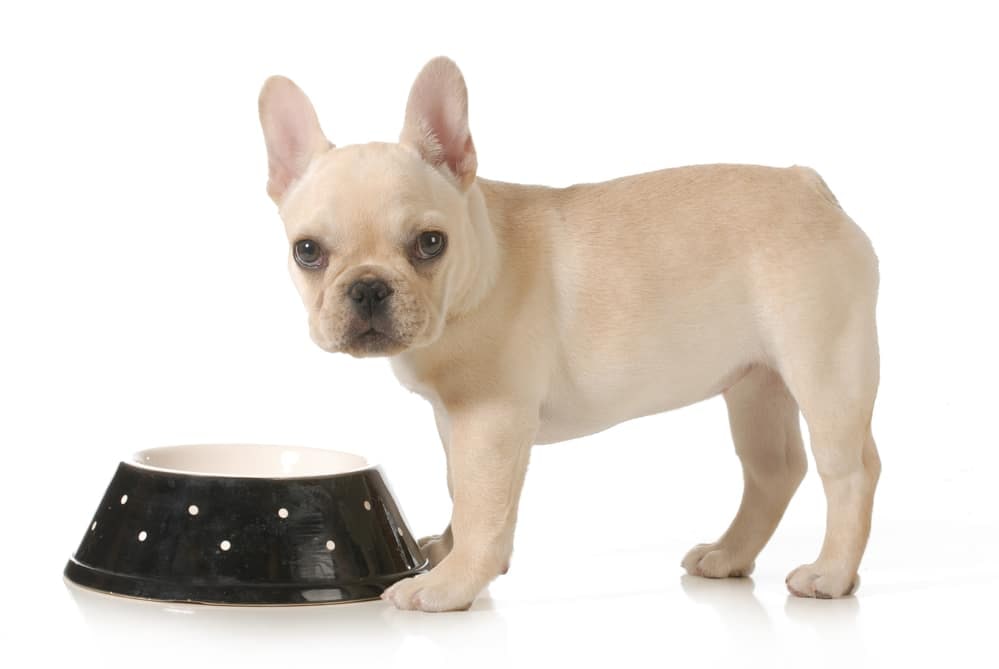 A cream French Bulldog puppy standing beside a black spotted food bowl