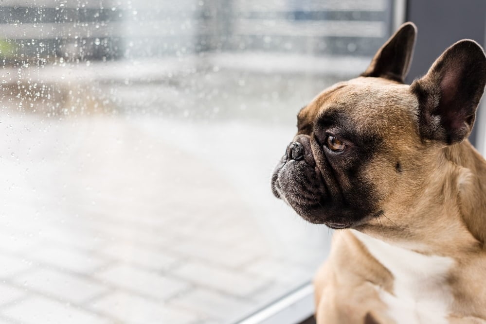 A fawn French Bulldog looking out of a rain-streaked window