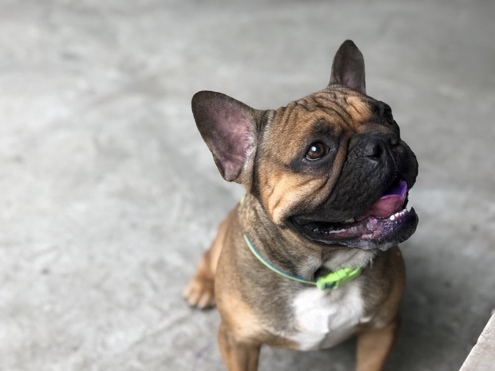 A fawn French Bulldog in a green collar sitting and looking up expectantly